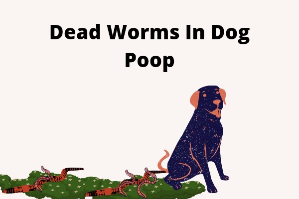 Dead Worms In Dog Poop