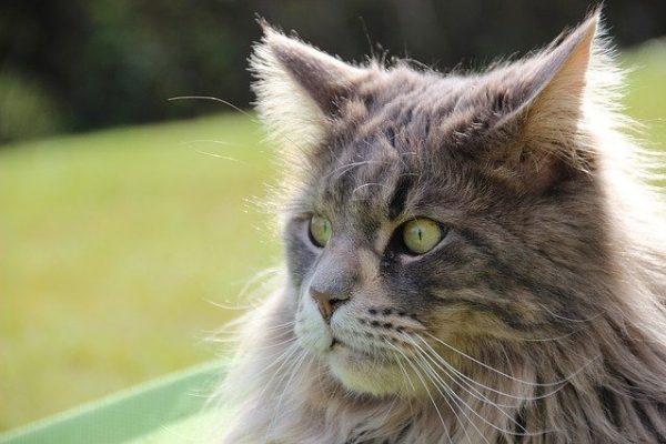 Do maine coon cats shed