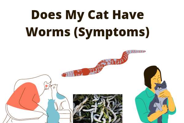 Does My Cat Have Worms