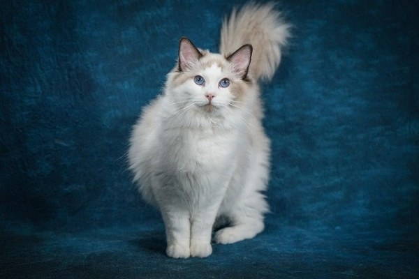 Facts About Ragdoll Cats