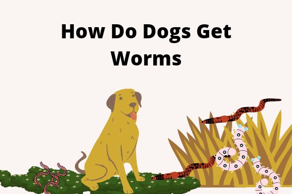 How Do Dogs Get Worms