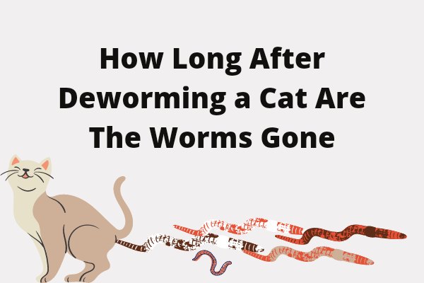 How Long After Deworming a Cat Are The Worms Gone? (Answered!!!)