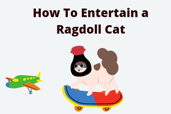 How To Entertain a Ragdoll Cat