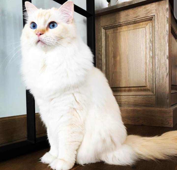 How Big Do Ragdoll Cats Get: Height, Weight, Size & More