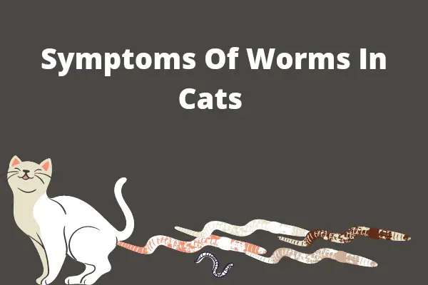 Symptoms Of Worms In Cats