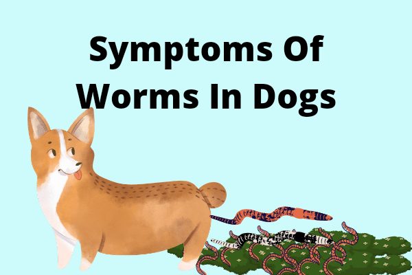 20 Common Symptoms Of Worms In Dogs You Should Know
