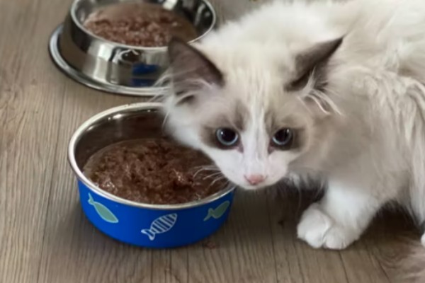 how much to feed ragdoll kitten