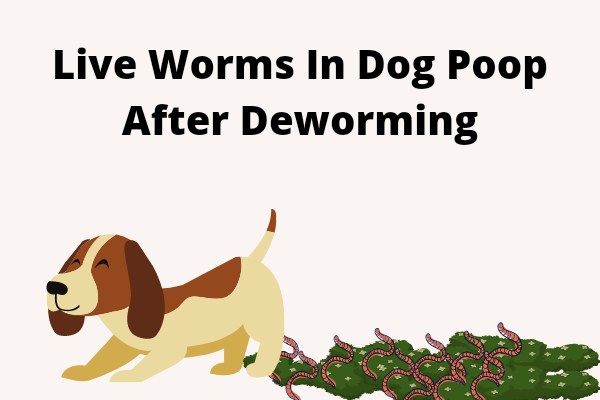 live worms in dog poop after deworming