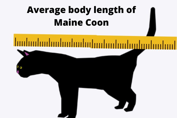 Average body length of Maine Coon cat