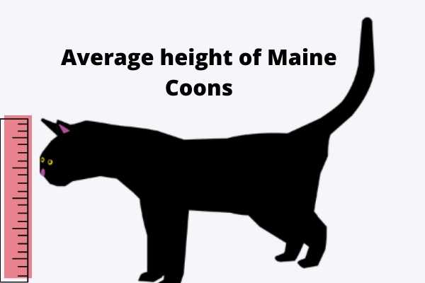 Average height of Maine Coon