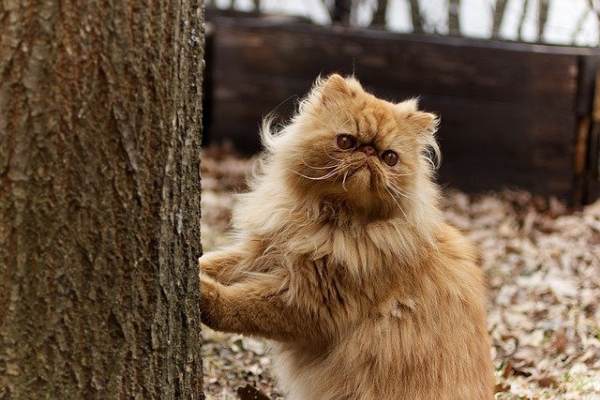 Can Persian Cats Go Outside: 12 Risks & 5 Pros To Consider