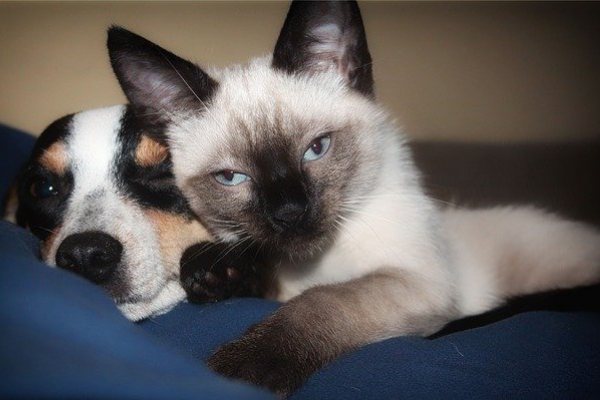 Do Siamese Cats Get Along With Dogs