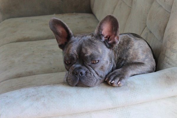 16 French Bulldog Separation Anxiety Signs & 15 Ways To Fix Them