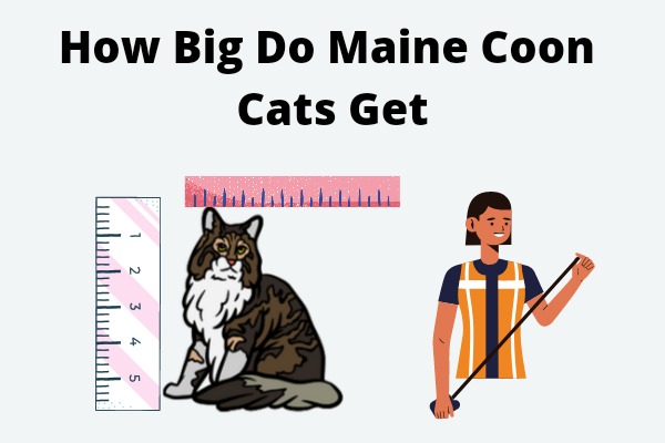 How Big Do Maine Coon Cats Get