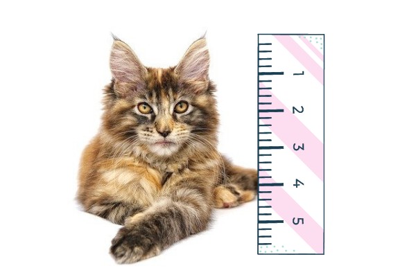 How Big Do Maine Coon Cats grow