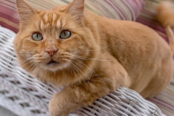 11 Common Mainecoon Cat Behavior Problems & Solutions