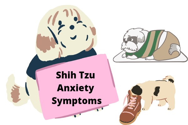 Shih Tzu Anxiety Symptoms