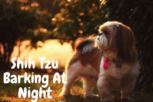Shih Tzu Barking At Night