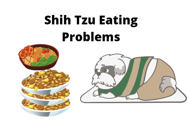 Shih Tzu Eating Problems