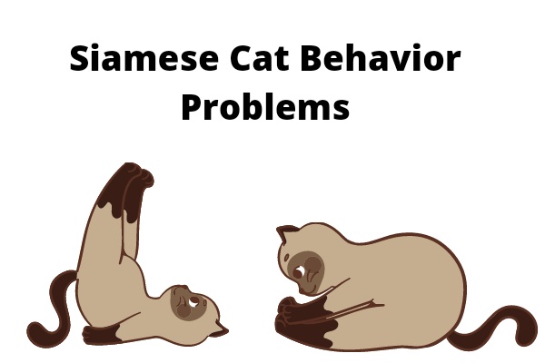 Siamese Cat Behavior Problems