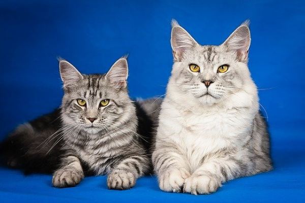 Two Maine Coons