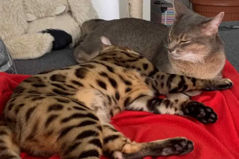 Are Bengal Cats Friendly: 13 Reasons Bengals Are Friendly