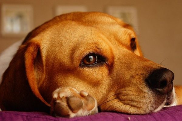 17 Beagle Separation Anxiety Signs & Ways To Fix Them
