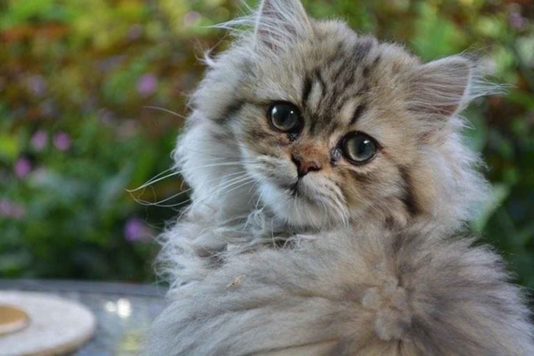 Do Persian Cats Shed: 8 Causes & 10 Solutions To Shedding