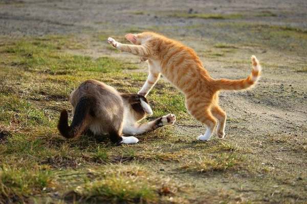 Do Siamese Cats Get Along With Other Cats: 6 Advantages & More