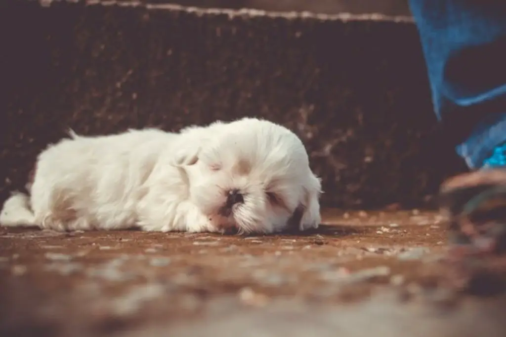 signs that your shih tzu is dying
