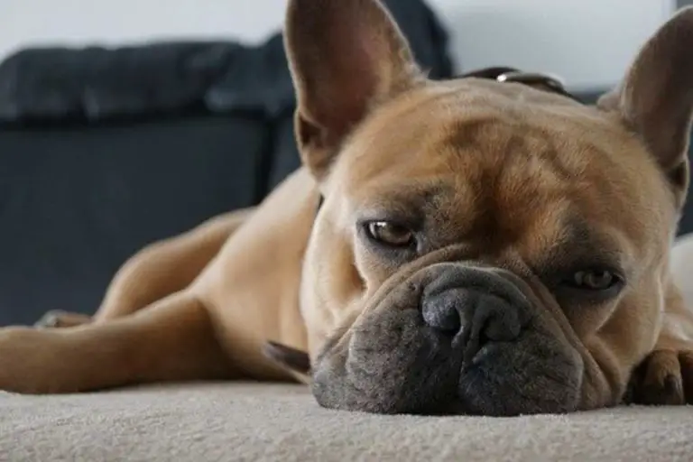 Why Do French Bulldogs Cry So Much: 11 Causes & Solutions