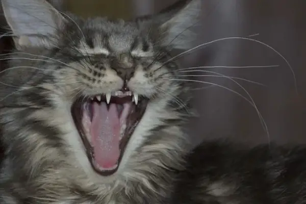 Are Mainecoon Cats Aggressive: 12 Reasons For Aggression