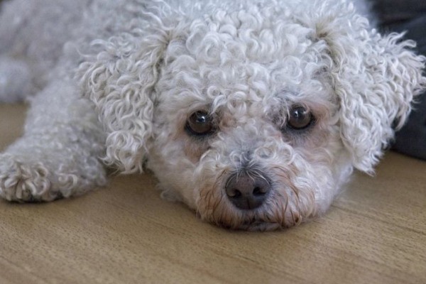 Bichon Frise Separation Anxiety: 9 Signs, Causes & Hacks