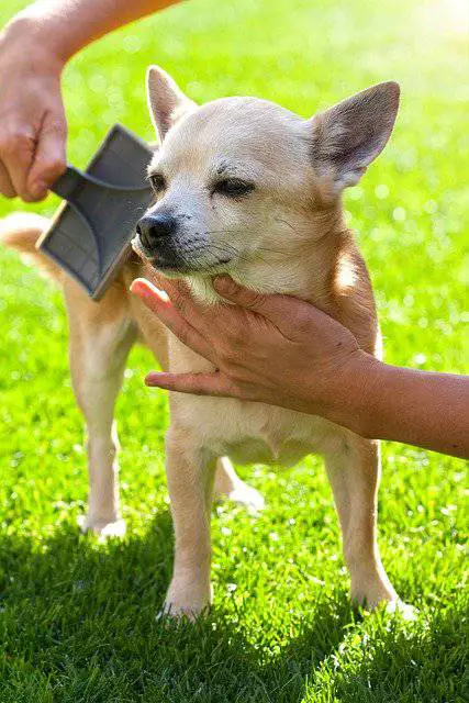 Brushing Chihuahuas