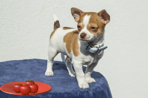 Can Chihuahuas Eat Apples