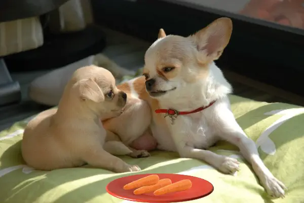 Can Chihuahuas Eat Carrots