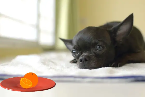 Can Chihuahuas Eat Oranges: 2 Ways To Offer, Pros & Cons