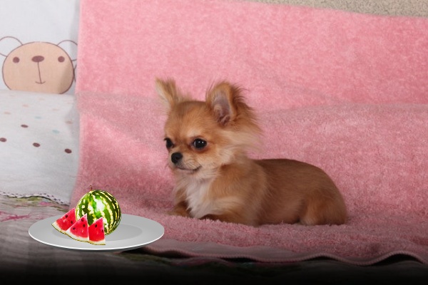 Can Chihuahuas Eat Watermelon