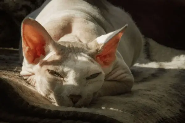 Can Sphynx Cats Be Left Alone: 9 Tips To Keep Them Alone