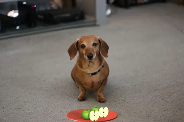 Can dachshunds eat apples