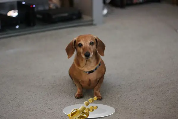 Can dachshunds eat bananas