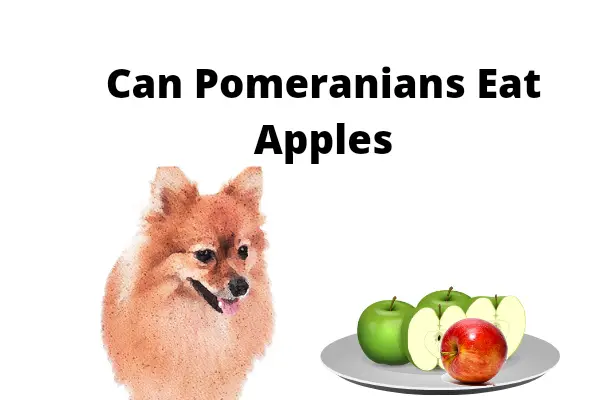 Can pomeranians eat apples