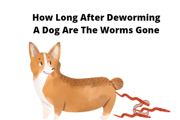 How Long After Deworming A Dog Are The Worms Gone