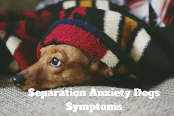 Separation Anxiety Dogs Symptoms