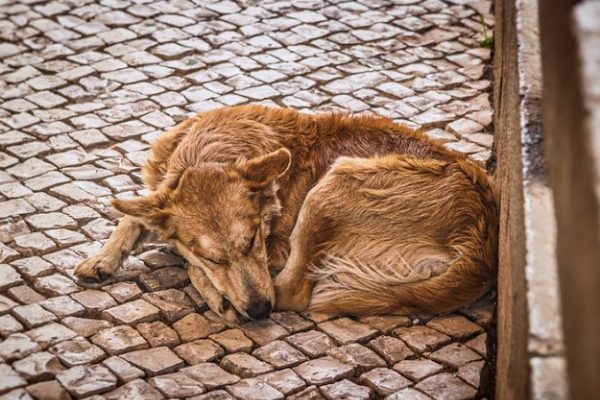 Signs Your Dog Is Dying Of Old Age