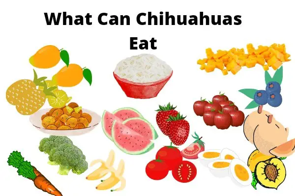 What Can Chihuahuas Eat: 20 Safe Foods Chihuahuas Can Eat