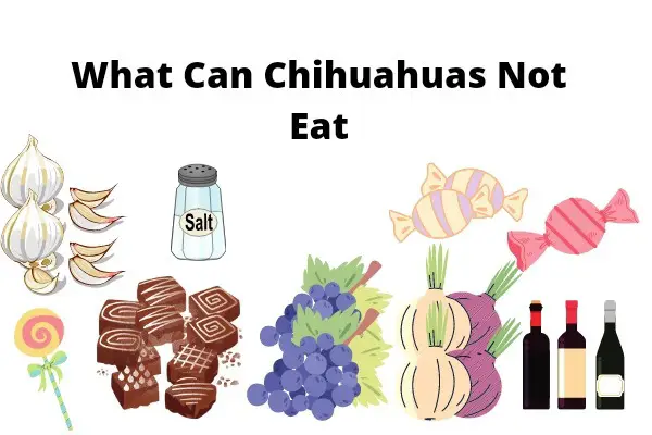 What Can Chihuahuas Not Eat