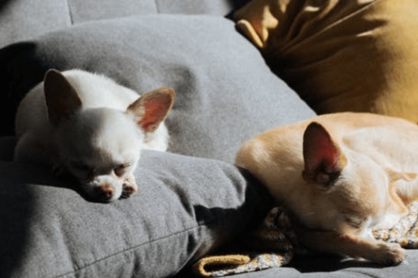 Why Do Chihuahuas Sleep So Much: 9 Causes & Benefits