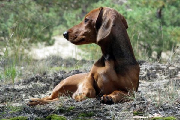 Why Do Dachshunds Dig
