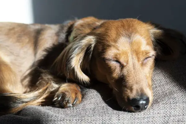 Why Do Dachshunds Shake: 9 Common Reasons & Tips